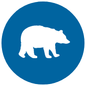Bear-blue bear icon