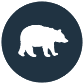 Bear-darkblue bear icon