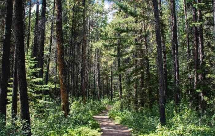 Walking The Path, Community Services